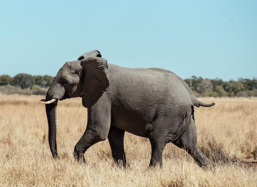 Nightlife in Botswana: What actually stays open past 11pm?