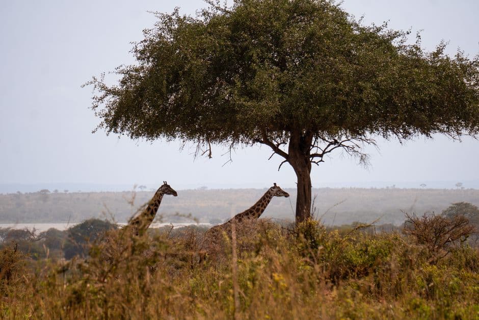 What to drink and eat safely in Uganda: A traveler's water and food guide