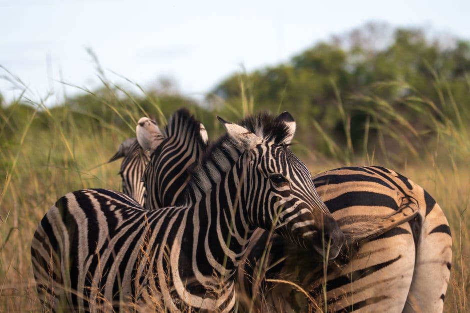 Zambia's Real Adventures: Beyond the Falls