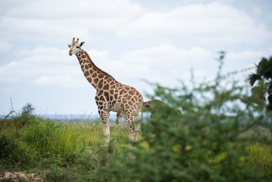 48 Hours in Uganda: Safe Routes, Real Costs, Smart Choices