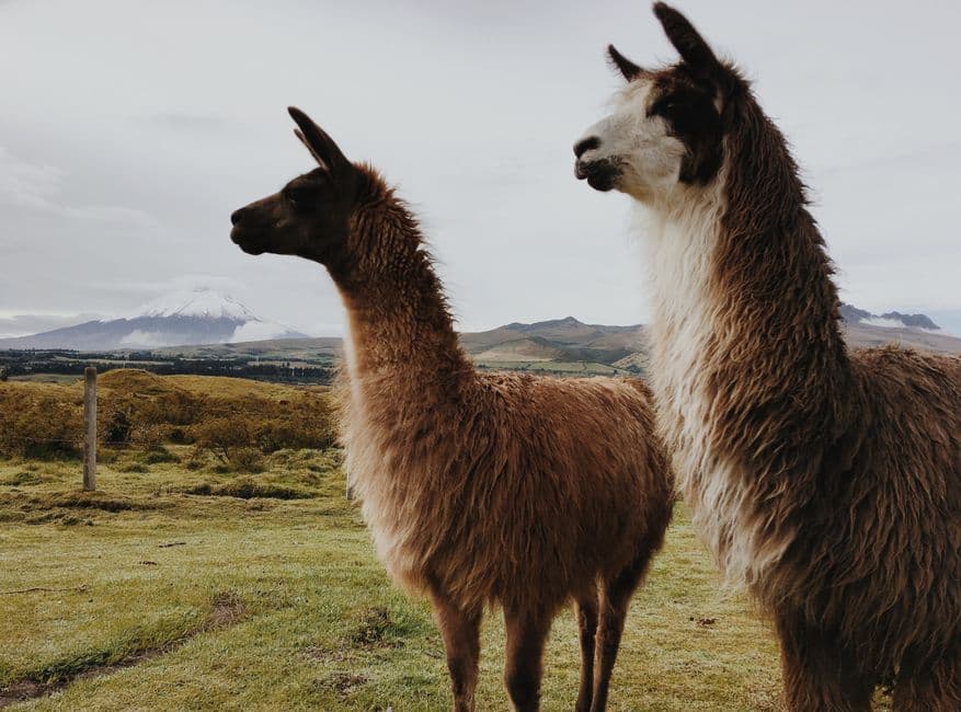 Do you really need to tip in Ecuador? Here's what locals do